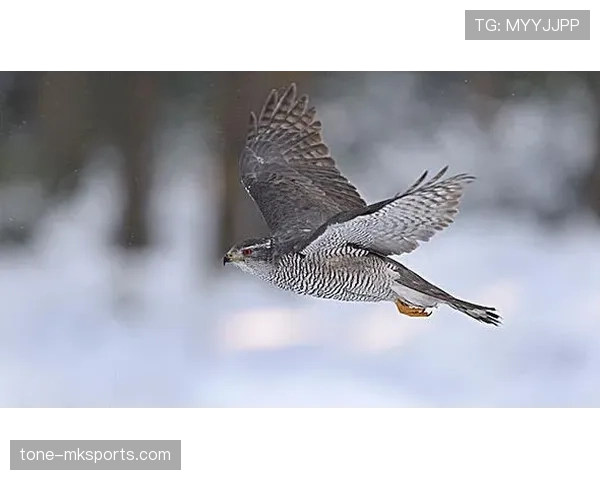捷克“苍鹰”状态回升,新挑战下备受期待 捷克“苍鹰”状态回升,新挑战下备受期待